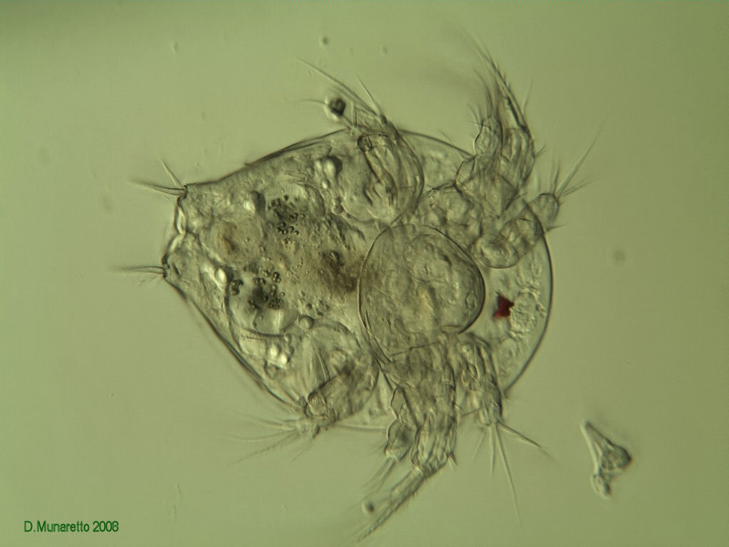 Ancora COPEPODE...